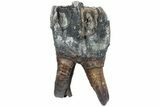 Fossil Woolly Rhino (Coelodonta) Tooth - Siberia #225201-2